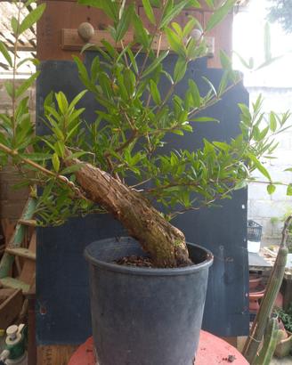 bonsai