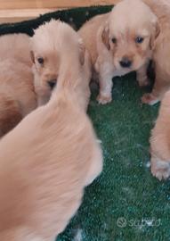 Golden retriever americani
