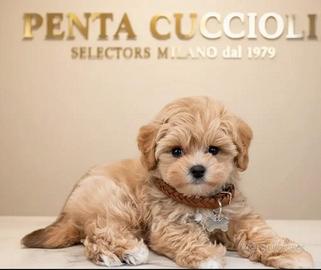MALTIPOO TOY - anche a rate