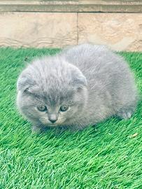 Gattini Scottish