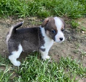 Corgi Pembroke
