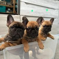 Bulldog francese