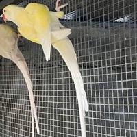 Parrocchetto da collare