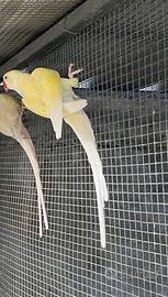 Parrocchetto da collare