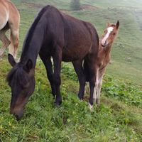 Pony criollo 2 anni