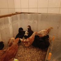 Pulcini/Pulcinotti misti