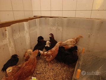 Pulcini/Pulcinotti misti