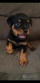 Cucciola Rottweiler