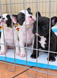Bulldog francese