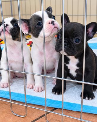 Bulldog francese