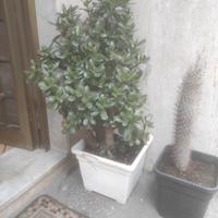 pianta grassa crassula