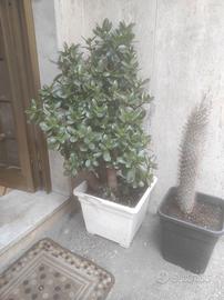 pianta grassa crassula