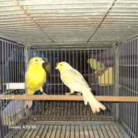 Canarini Isabella è satine gialli