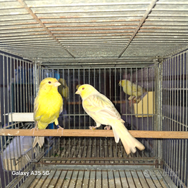 Canarini Isabella è satine gialli