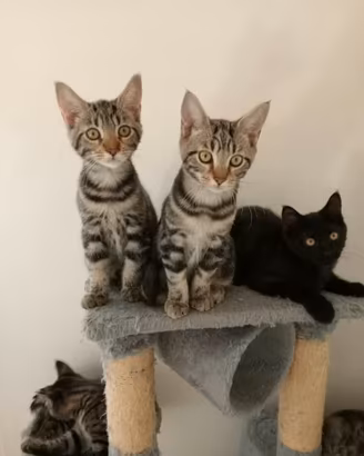 Cuccioli incrocio Maine Coon