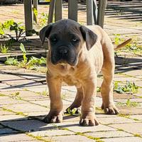 Cane corso formentino occhi azzurri