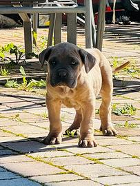 Cane corso formentino occhi azzurri