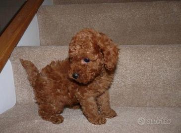 Cuccioli barboncini mini toy M e F