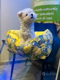 Cucciolo maltese coreano mini