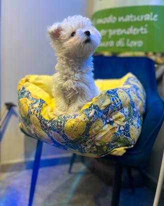 Cucciolo maltese coreano mini