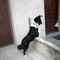 Border collie pronto per l'accoppiamento