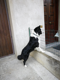 Border collie pronto per l'accoppiamento