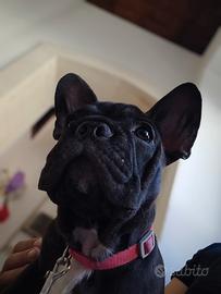 Bull dog francese