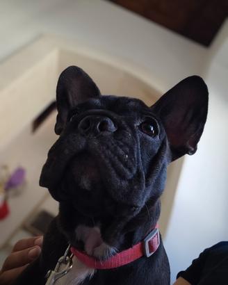 Bull dog francese