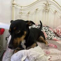 Cucciolo femmina di miticcio