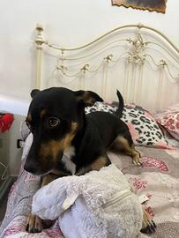 Cucciolo femmina di miticcio