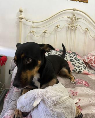 Cucciolo femmina di miticcio