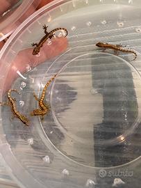 Lepidodactylus lugubris