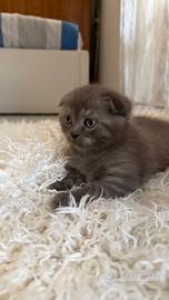 Scottish Fold di pura razza, colore Grigio-Blu