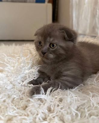 Scottish Fold di pura razza, colore Grigio-Blu