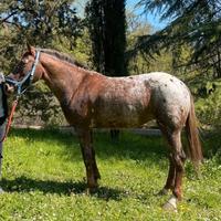 Cavallo in vendita