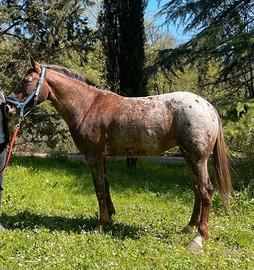 Cavallo in vendita