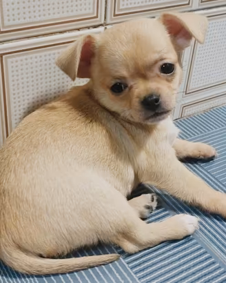 Chihuahua tenerino
