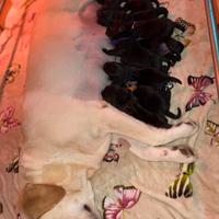 Cuccioli di labrador Retriever