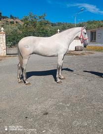 Cavalla andalusa