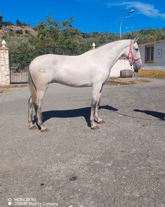 Cavalla andalusa