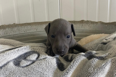 Cucciolo piccolo levriero italiano