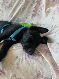 Cucciola di 4 mesi
