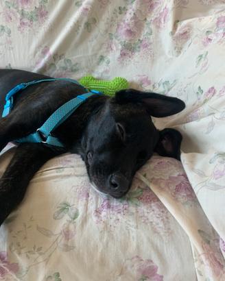 Affido cucciola 4 mesi