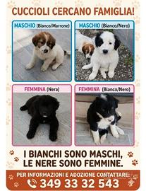 Cuccioli maremmani in adozione