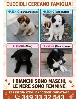 Cuccioli maremmani in adozione
