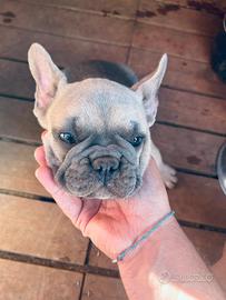 Cucciolo Bulldog francese