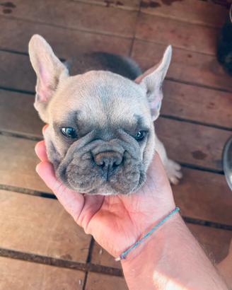 Cucciolo Bulldog francese