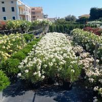 Arreda il tuo giardino