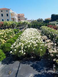 Arreda il tuo giardino