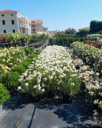Arreda il tuo giardino